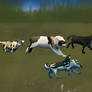 Explore: Meadow Race