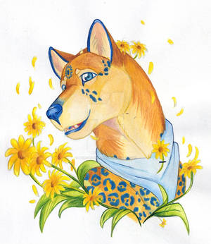 Bex Daisies