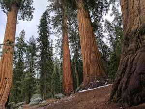 Sequoias