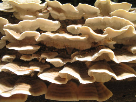 tree fungus