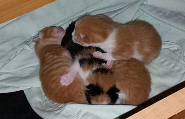 Kittens In The Drawer