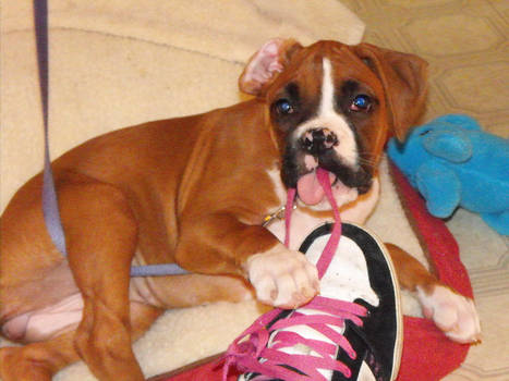 puppy boxer