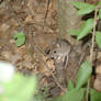 Hungary Mouse
