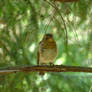 Hungary Bird