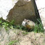 Yosemite Marmot