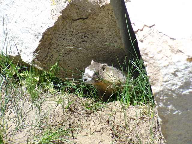 Yosemite Marmot