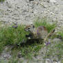 Yosemite Squirrel