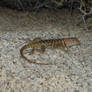 Joshua Lizard