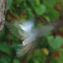 Smudge Bird