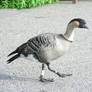 Goose Steps