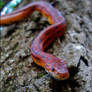 Corn Snake