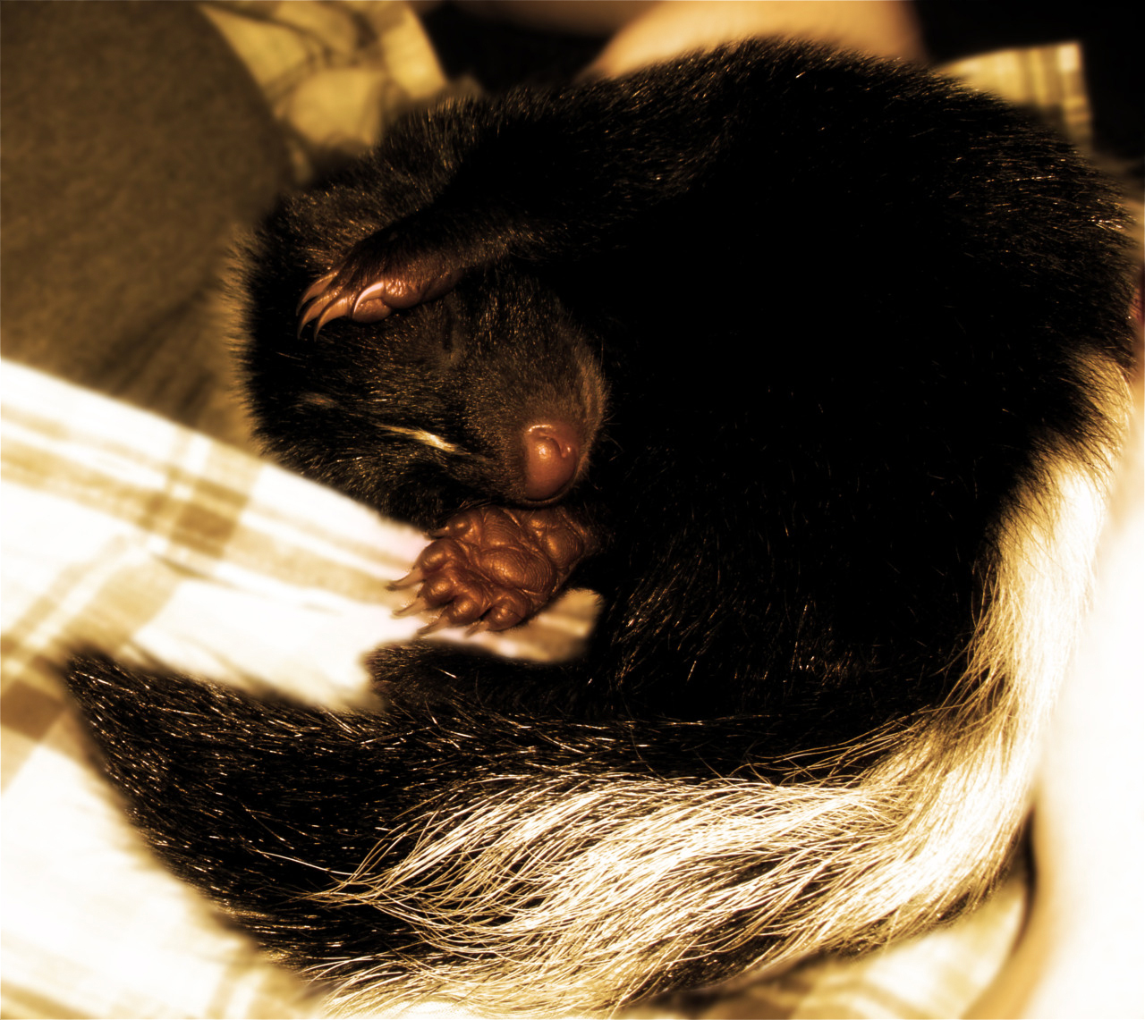 My Baby Skunk