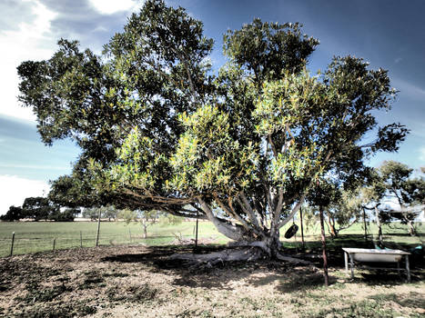 Fig tree