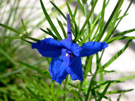 blue flower