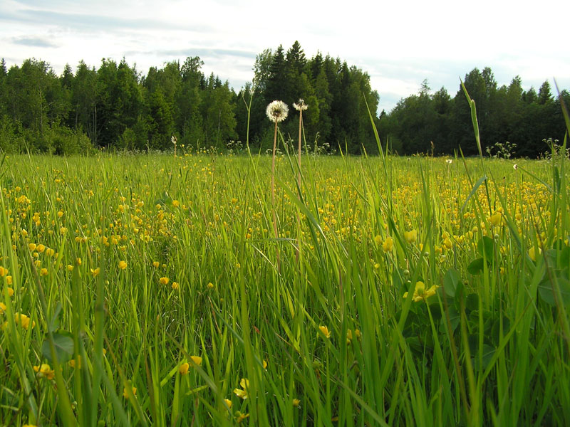 Tall Grass