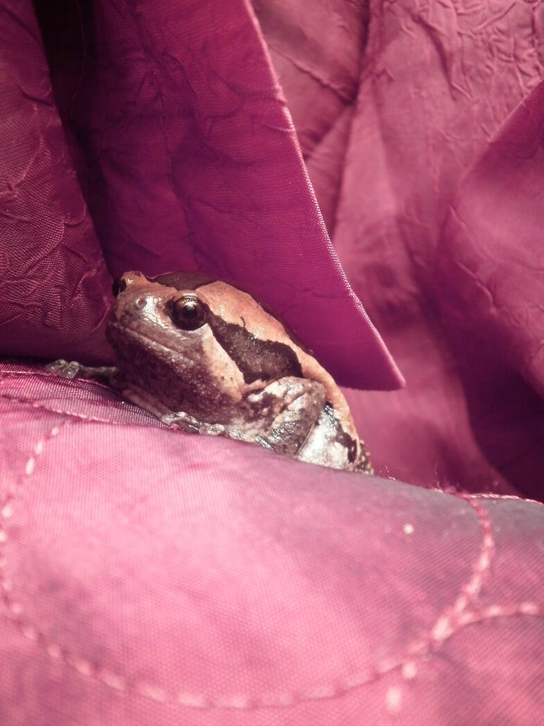 Slinking Away by chivesthetoad on DeviantArt