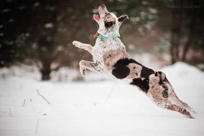 Frisbee without frisbee