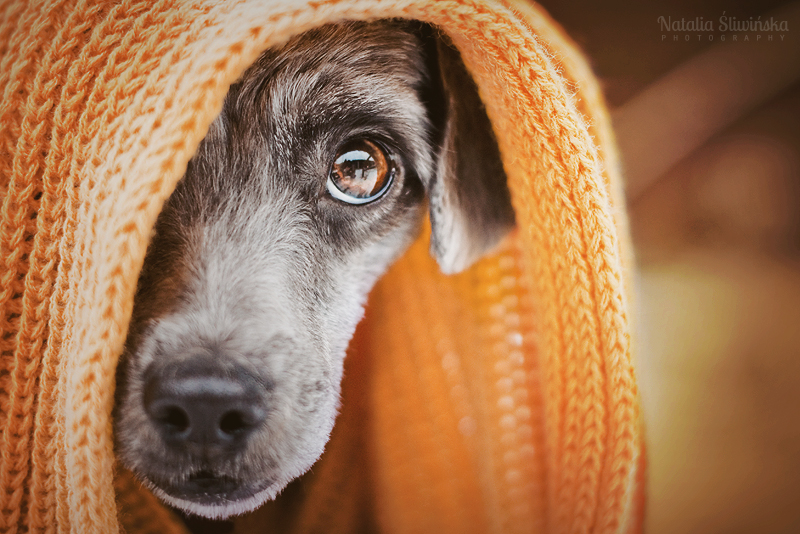 Winter is coming by chaoticfireflies Winter is coming by chaoticfireflies