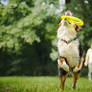 April and frisbee