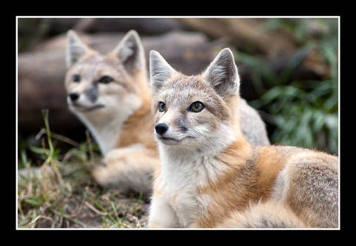 Pretty Foxes