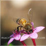 .bee.