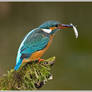kingfisher