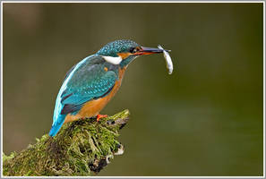 kingfisher