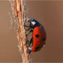 Ladybird in rain