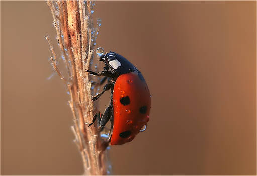 Ladybird in rain