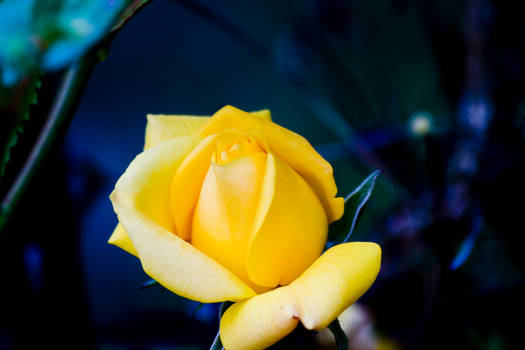 Yellow Rose