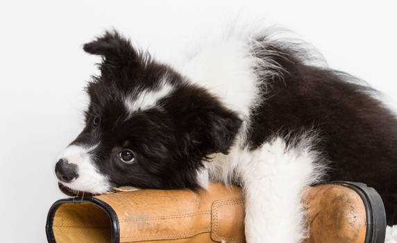 Sheepdog Puppy Training