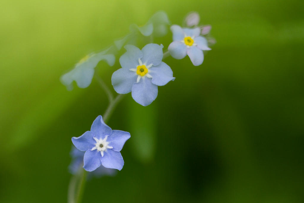 Forget me not