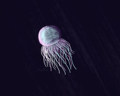 Jellyfish