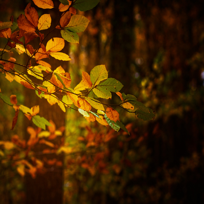 Light-lifted leaves