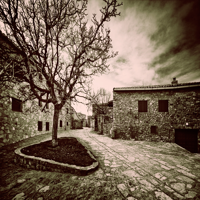 Old stones, old tree