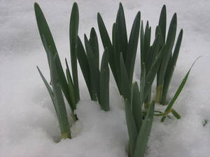 First daffodils