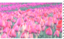 Tulips Stamp