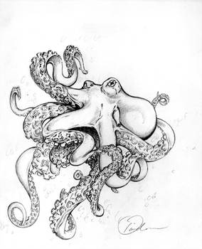 Octopus