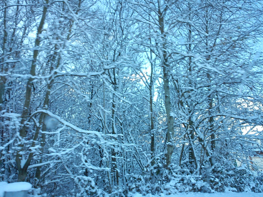 snowy forest