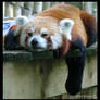 Sleepy Red Panda
