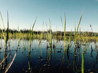 Spring Pond