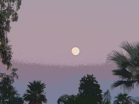 moonlit trees solarize