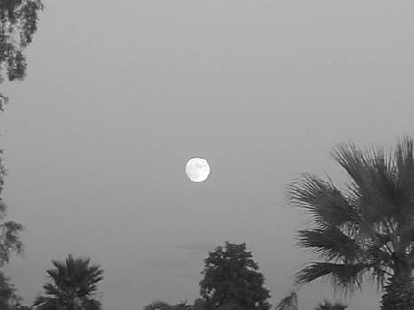 moonlit trees black and white