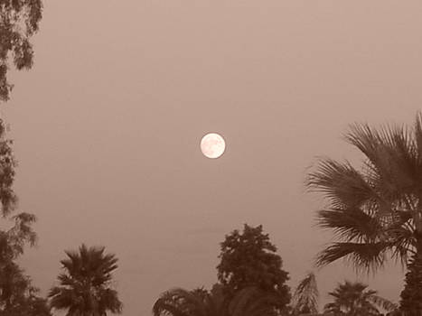 moonlit trees sepia