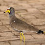 Wattled Plover or Kiewiet