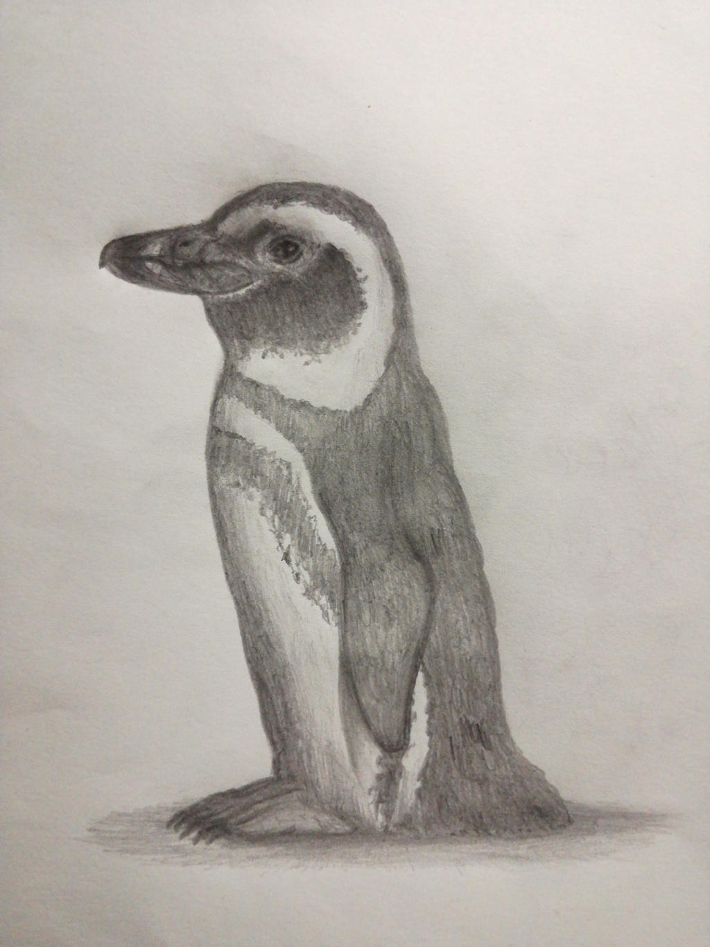 Animal Drawings: Magellanic Penguin by LucaDeflorian on DeviantArt