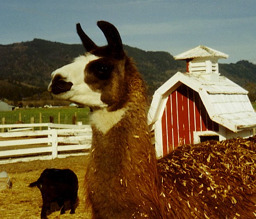 llama