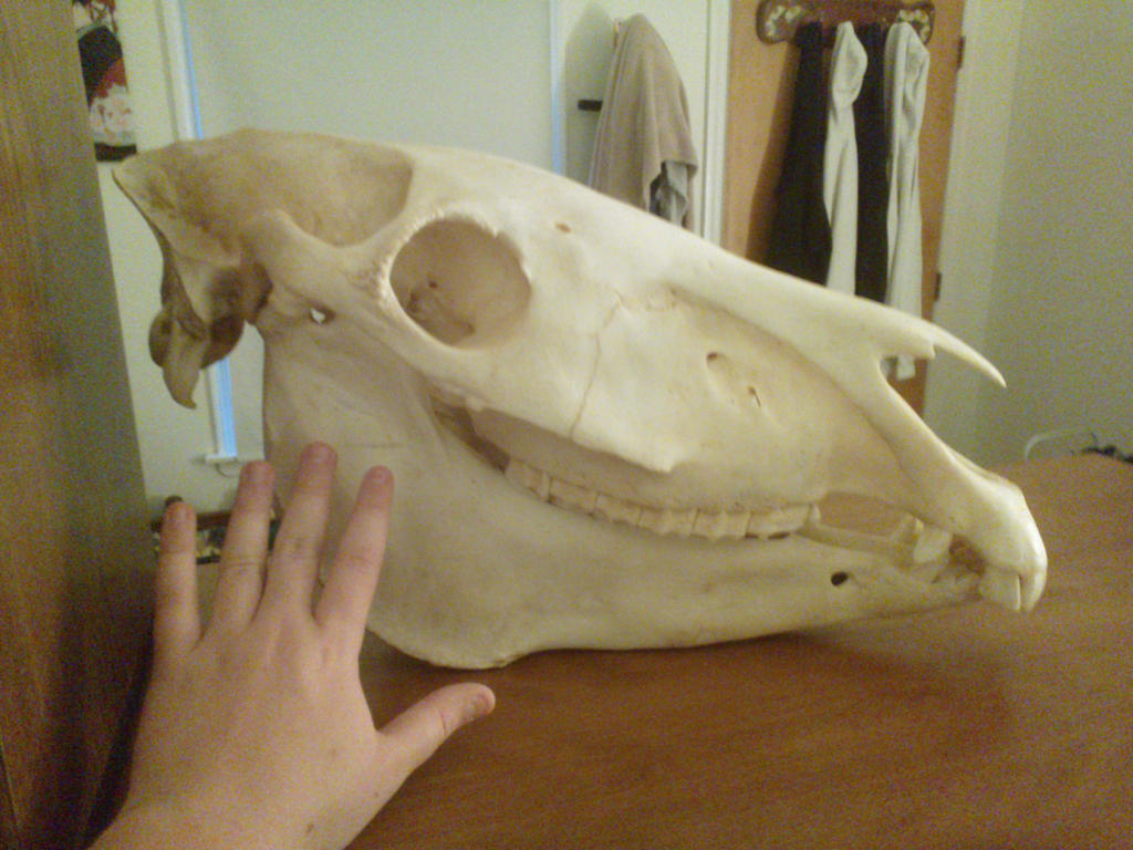 Male Burchell's Zebra Skull