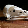 Verreaux's Eagle Skull