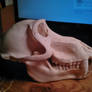 Olive Baboon Skull